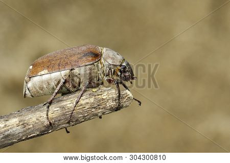 Image Of Cockchafer (melolontha Melolontha) On A Branch On A Natural Background. Insect. Animals.