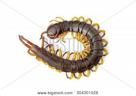 Image Of Centipedes Or Chilopoda Isolated On White Background. Animal. Poisonous Animals.
