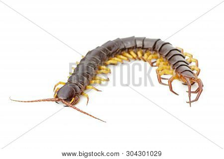 Image Of Centipedes Or Chilopoda Isolated On White Background. Animal. Poisonous Animals.
