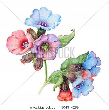 Illustration Of A Lungwort Pink And Blue Flower