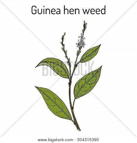 Guinea Hen Weed Petiveria Alliacea , Medicinal Plant. Hand Drawn Vector Botanical Illustration
