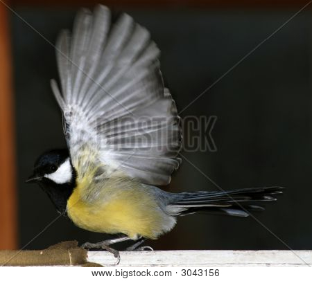 Titmouse 鸟翼蔓延