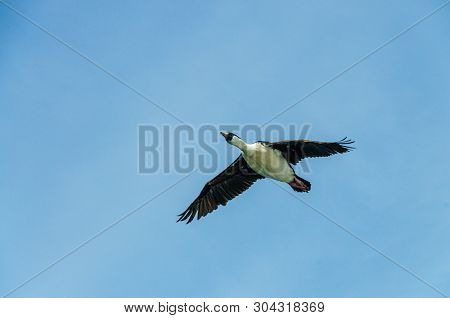 An Antarctic Shag -leucocarbo Bransfieldensis- Passing In Low Flight Near The Shag Rocks In The Sout