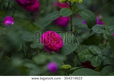 Garden With Bushes Of Very Beautiful And Fragrant Red Roses