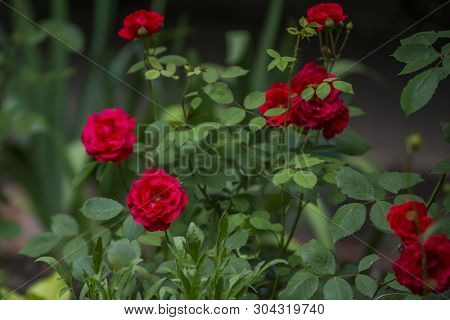 Garden With Bushes Of Very Beautiful And Fragrant Red Roses