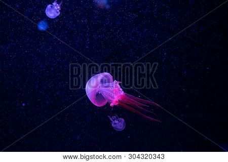 Mysterious And Enchanting Color Purple Jellyfish In Water. Jellyfish Coral Colour