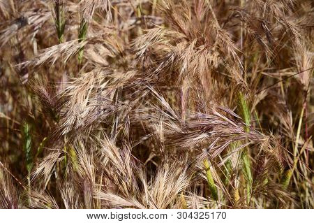 Close-up Of Wall Barley, False Barley, Hordeum Murinum, Nature