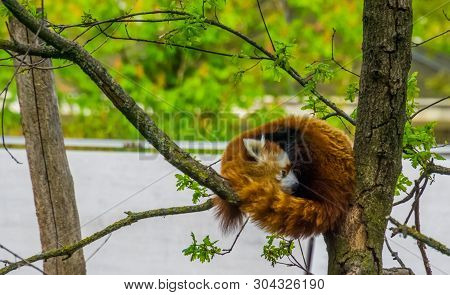 Closeup Portrait Of A Red Panda Laying High In A Tree, Endangered Animal Specie From Asia