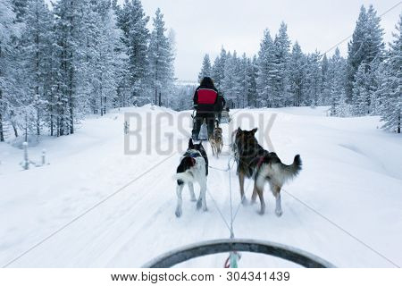 Saariselka, Finland - December 30, 2017: Dogsledding In Lapland During Polar Night