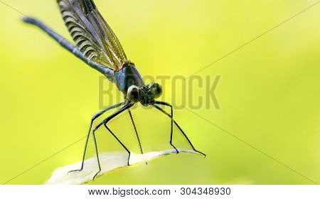 Calopteryx Splendens Dragonfly Metal Dark Blue Is Sitting On A Green Leaf