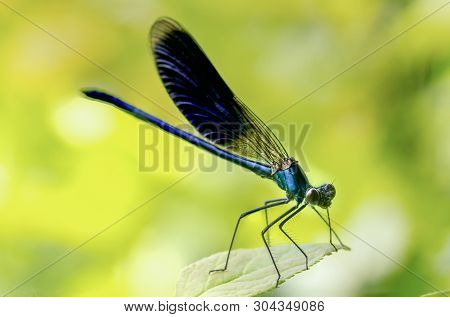 Calopteryx Splendens Dragonfly Metal Dark Blue Is Sitting On A Green Leaf