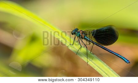 Calopteryx Splendens Dragonfly Metal Dark Blue Is Sitting On A Green Leaf