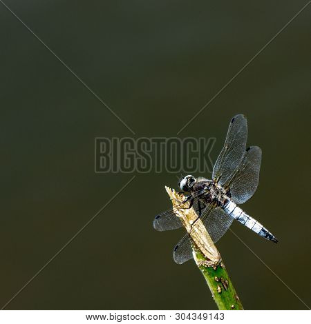 Libellula Depressa Broad-bodied Chaser A Beautiful Gray Dragonfly Sits On A Broken Tree Branch Above