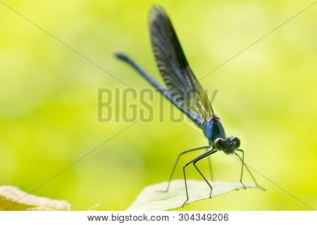 Calopteryx Splendens Dragonfly Metal Dark Blue Is Sitting On A Green Leaf