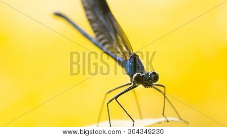 Calopteryx Splendens Dragonfly Metal Dark Blue Is Sitting On A Green Leaf