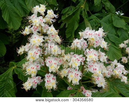 Late May Flowering Trees In Southern Denmark