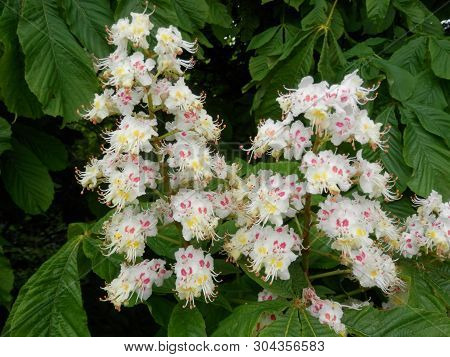 Late May Flowering Trees In Southern Denmark