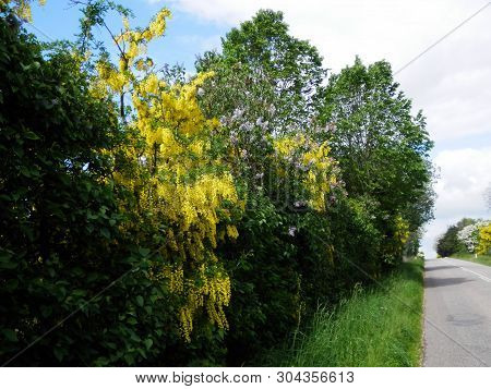 Late May Hedgerow In Southern Denmark