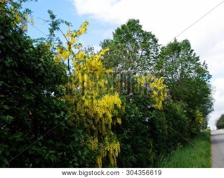 Late May Hedgerow In Southern Denmark