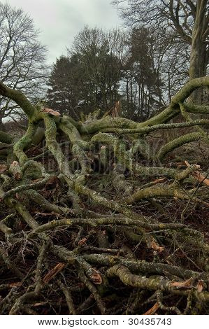 Fallen tree