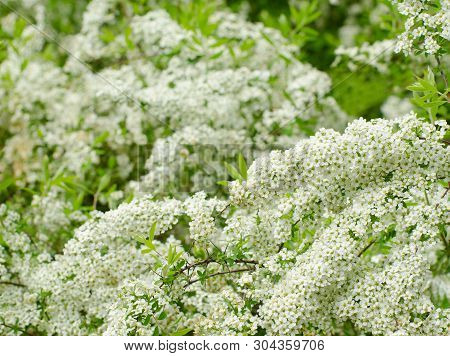 Soft Focused Close Up Picture Of White Spirea, Bush Of Thunbergii Or Thunbergii Meadowsweet. Beautif