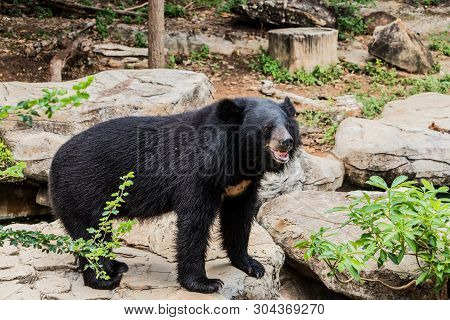 Asian Black Bear With Chest The V Shape Is White Wool / Close Up Asiatic Black Bear Relax In The Sum