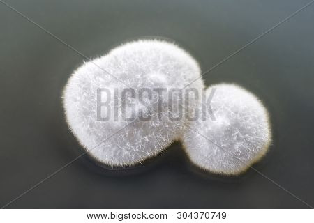 Colony Of Mold Fungus Cultivated From Indoor Air On Petri Dish With Sabourad Dextrose Agar