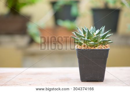 Ariocarpus Cactus On Wood Table Floor In Garden