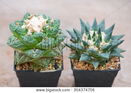 Ariocarpus Cactus In Flower Pot Show Desert Background