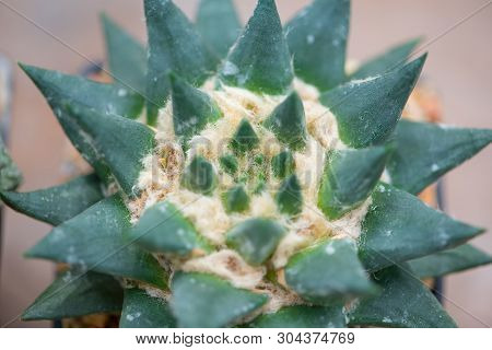 Ariocarpus Cactus In Flower Pot Show Nature Background