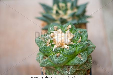 Ariocarpus Cactus In Flower Pot Show Nature Background
