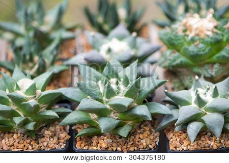 Ariocarpus Cactus In Flower Pot Show Nature Background