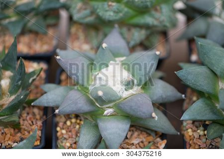 Ariocarpus Cactus In Flower Pot Show Nature Background