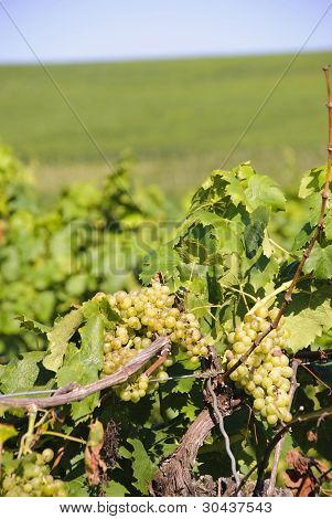 Grapes in Vineyards