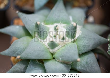 Ariocarpus Cactus In Flower Pot Show Nature Background