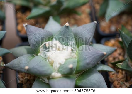Ariocarpus Cactus In Flower Pot Show Nature Background