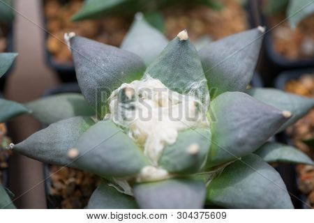 Ariocarpus Cactus In Flower Pot Show Nature Background