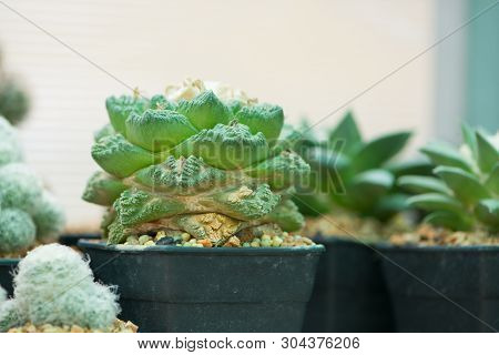 Ariocarpus Cactus In Flower Pot Show Nature Background
