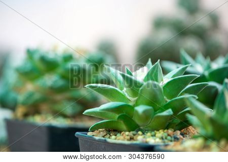 Ariocarpus Cactus In Flower Pot Show Nature Background