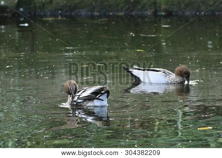 A Pair Of Australian Wood Duck, Chenonetta Jubata