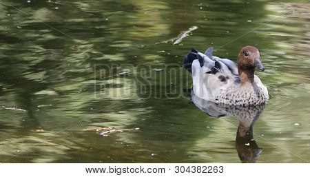 An Australian Wood Duck, Chenonetta Jubata, On Pond