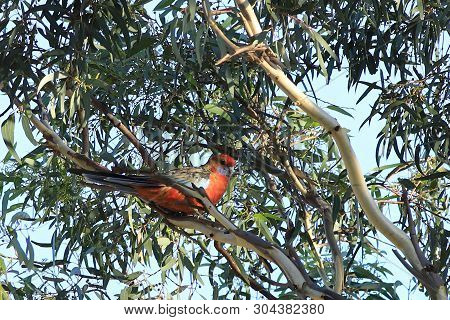 A Crimson Rosella, Platycercus Elegans In Bushes