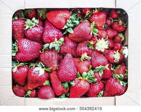 Big Red Tasty Strawberries Close Angle. Russia Sochi