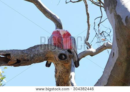 A Pair Of Galah, Eolophus Roseicapilla, Perched