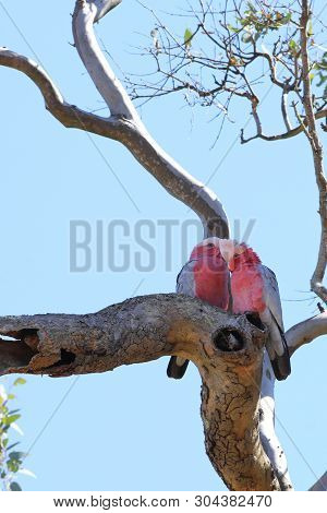 A Vertical Of Pair Of Galah, Eolophus Roseicapilla, Perched