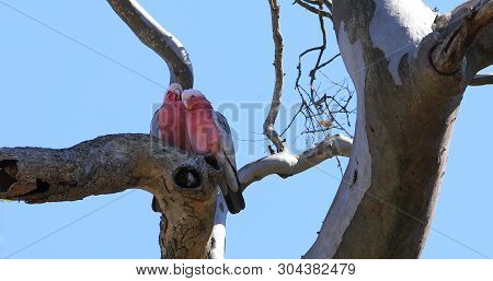 A Pair Of Galah, Eolophus Roseicapilla, Perched On Branch