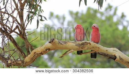 View Of A Perched Galah Pair, Eolophus Roseicapilla