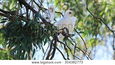 Group Of Long-billed Corella, Cacatua Tenuirostris, Resting