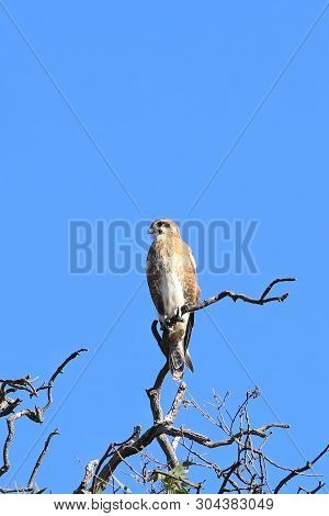 A Nankeen Kestrel, Falco Cenchroides, Perched In Tree