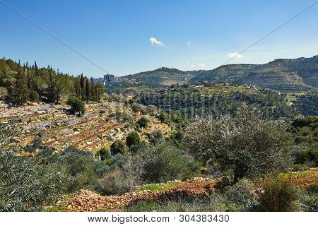 Forest Of Sataf West Of Jerusalem Israel. A Beautiful Area Of Hiking And Enjoying The Nature.